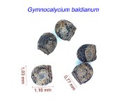 Gymnocalycium baldianum.jpg